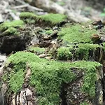 Schwarzwald Glueck דירה בול